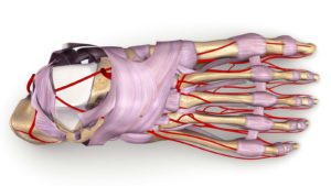 image of vascular system and some muscles in the foot